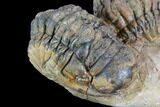 Two Associated Crotalocephalina Trilobites - Foum Zguid, Morocco #125472-4